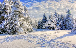 Snow Forrest