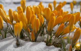 Tulips in Snow